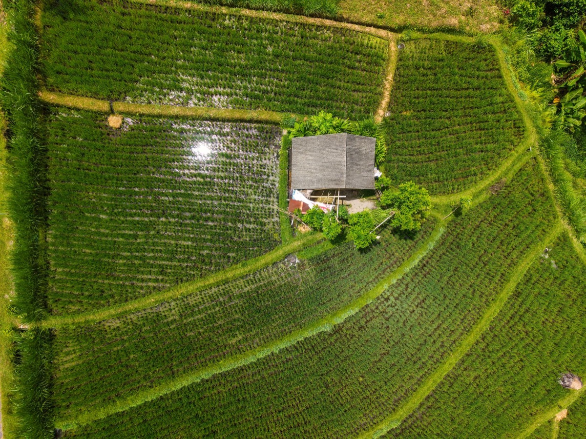 Thai Reisfeld