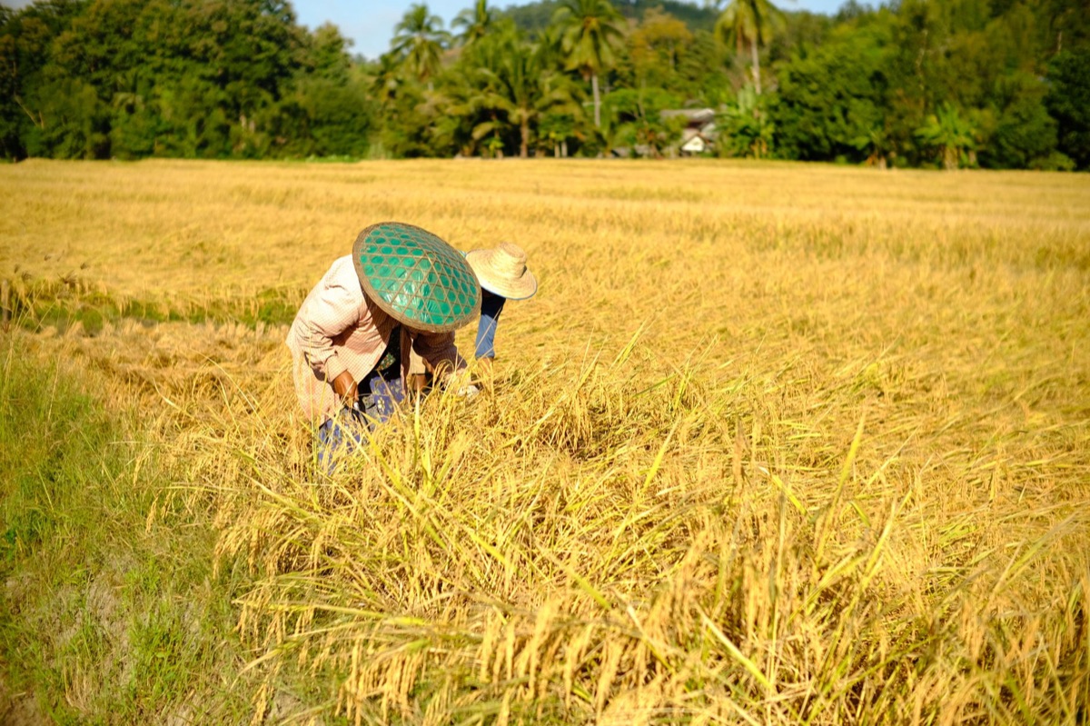Thailand rice paddy field