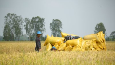 Economía Tailandesa: 55-65 Caracteres de Desafíos y Oportunidades