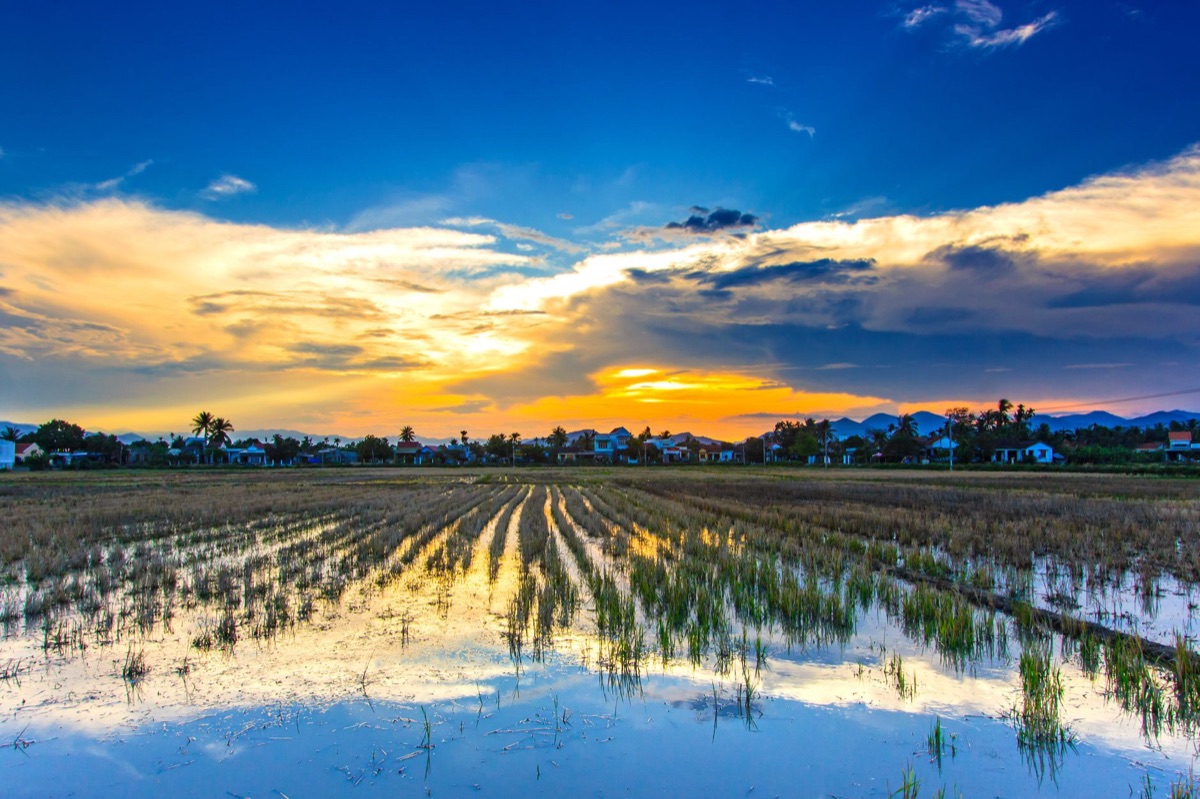 campo de arroz thailandia