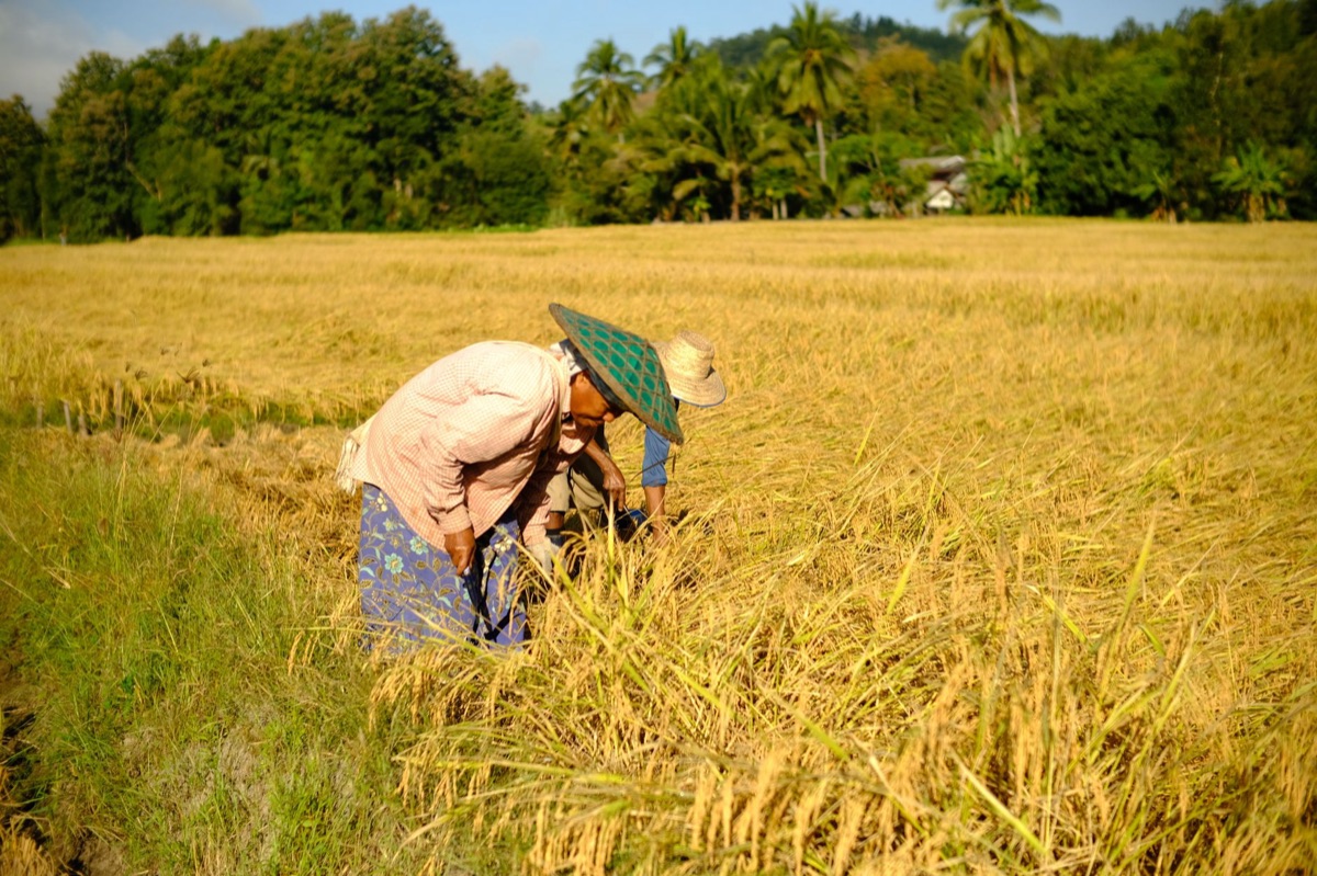 Champs de riz thaïlandais au coucher de soleil
