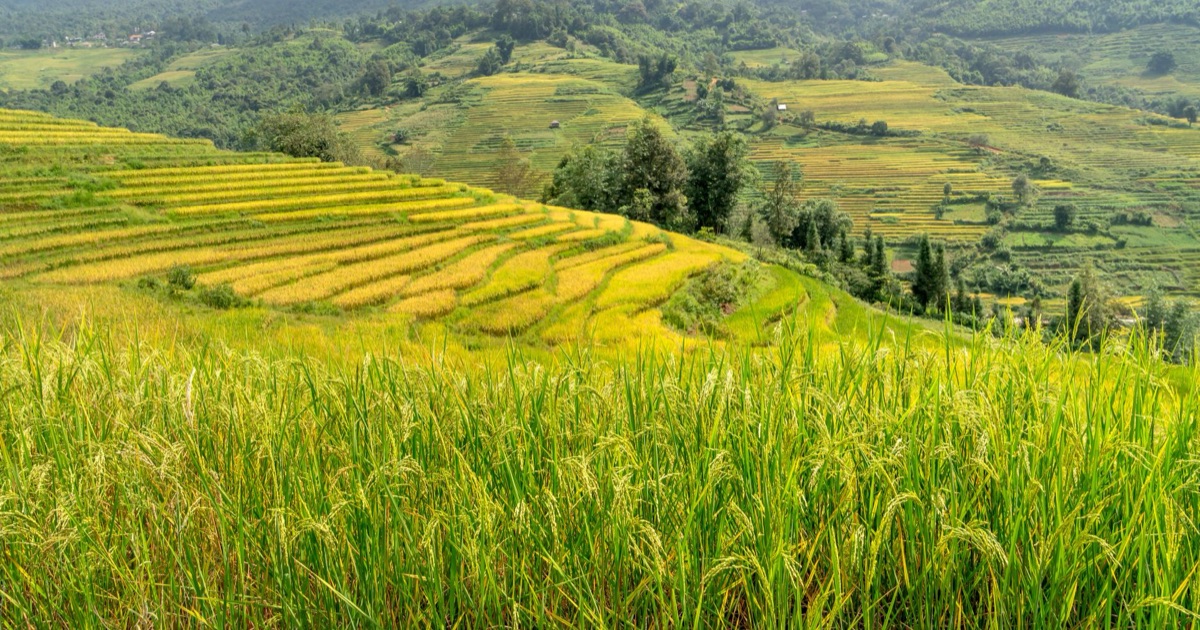 タイの稲作地の段々畑