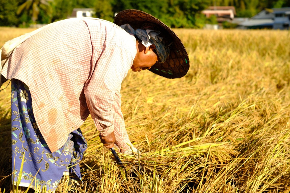 Central Thai farmer in traditional attire